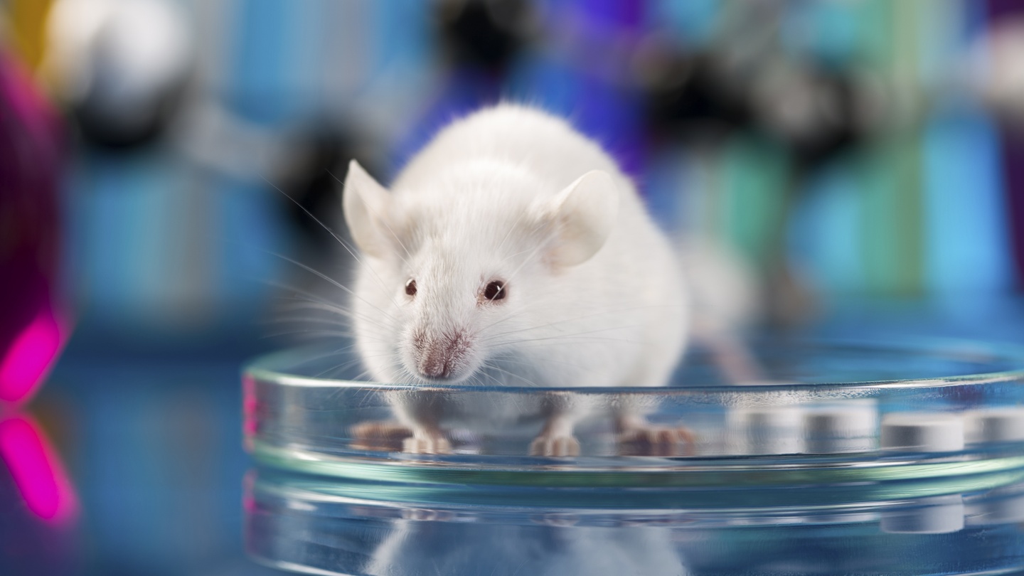 intermittent fasting wetenschap uitgevoerd op muizen