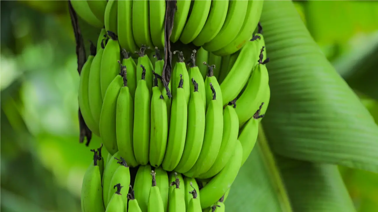 onrijpe, groene bananen