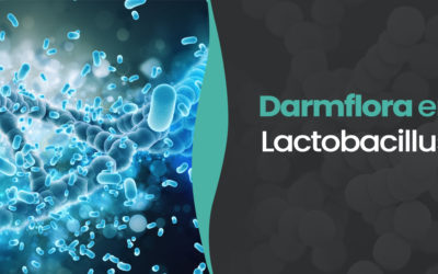 De Rol van Lactobacillus in de Darmflora