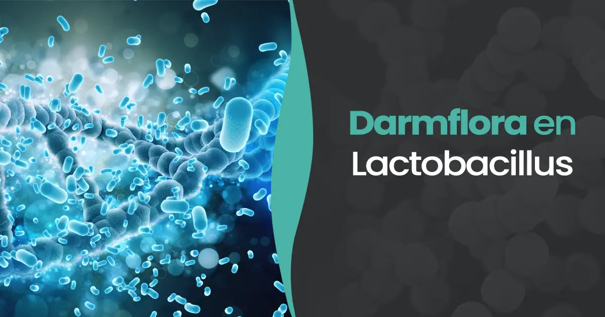 darmflora en lactobacillus