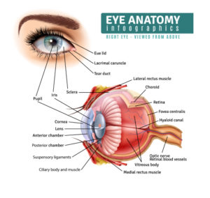 anatomie van het oog