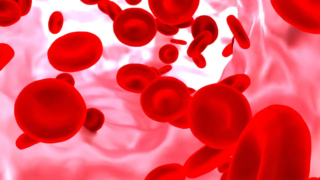 cholesterol bloedcellen
