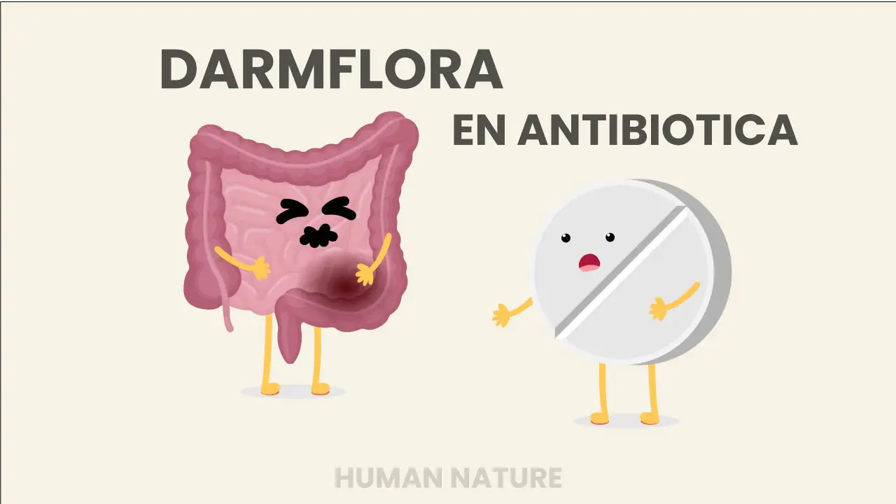 darmflora en antibiotica