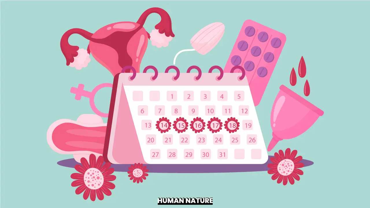 menstruatiecyclus