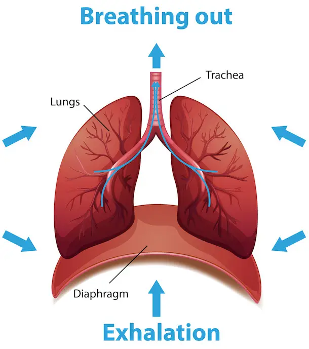 effect van de uitademing op de longen en middenrif