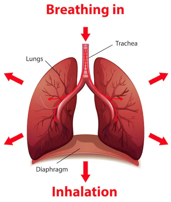 effect van inde ademhaling op je longen en middenrif