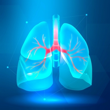 tekening van de bronchiën en de longen 