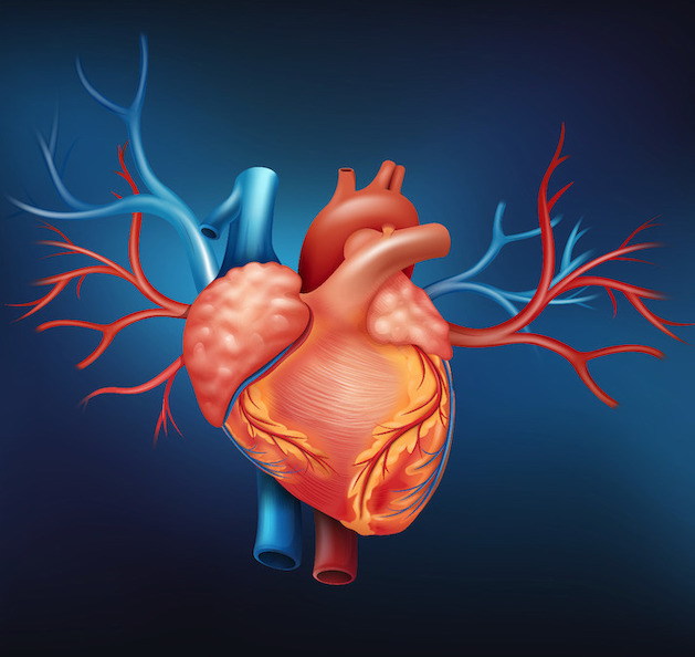 illustratie van het hart en de grote nabijgelegen bloedvaten