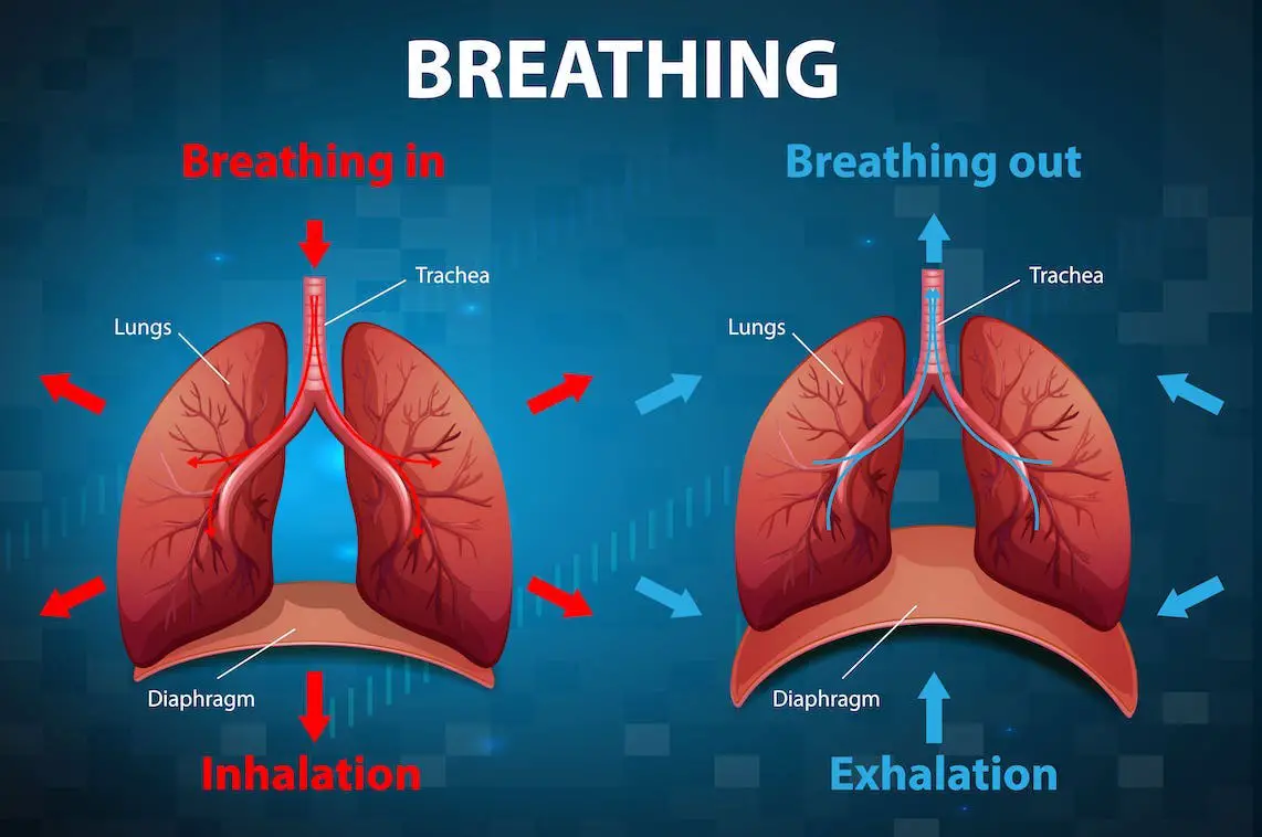 anatomische illustratie van de in en uitademing van de longen