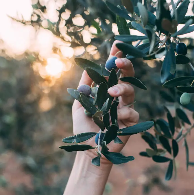 hand plukt olijf van olijventak 