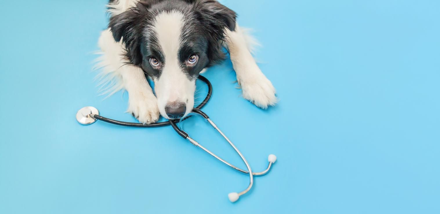 hond op vloer met stethoscoop, kunnen honden kanker ruiken