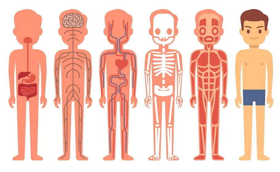 illustratie van botten, bloedvaten en zenuwen in het lichaam